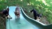 Puppies on Slides Compilation 2016