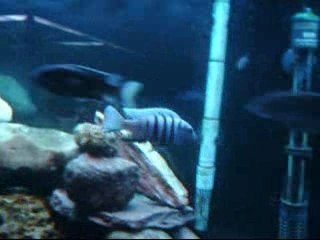Mon aqua 135 gallons
