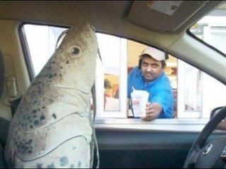 WTF  ....Pics  2016 - 2017