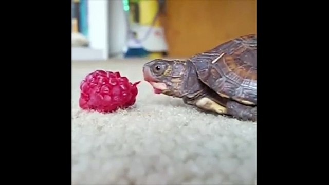 cười đau bụng với những chú rùa gây xôn xao cộng đồng mạng