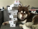 Çinli Zengin Adam, Köpeğine 8 adet iPhone 7 aldı