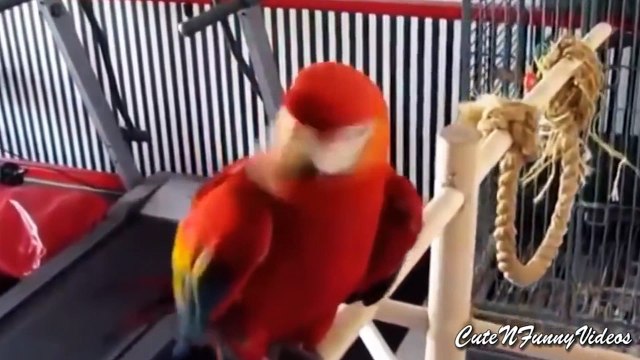 cười đau bụng với những con vẹt phá đảo thế giới ảo thời gian qua