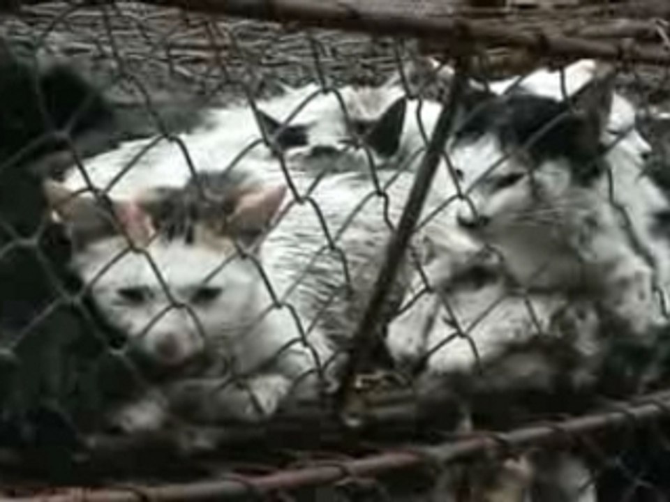 Chinese Dog and Cat Markets