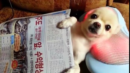 Cười đau bụng với "mùa hè trong mơ" của các chú chó cưng