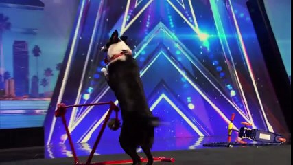 Thêm 1 chú chó được ngàn người yêu mến vì thể hiện tài năng này ở " America's Got Talent"