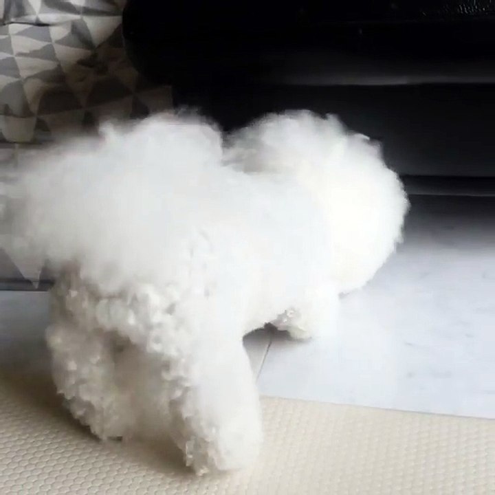 Em chó đầu bông xù Tori kiên quyết phải nhặt cho được đồ chơi... dưới gầm ghế