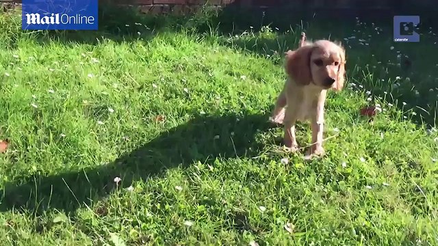 Tội nghiệp chú cún cực xinh xắn nhưng có đôi chân trước dị dạng