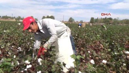 Şanlıurfa - Yaşıtları Okulda, Onlar Pamuk Tarlasında