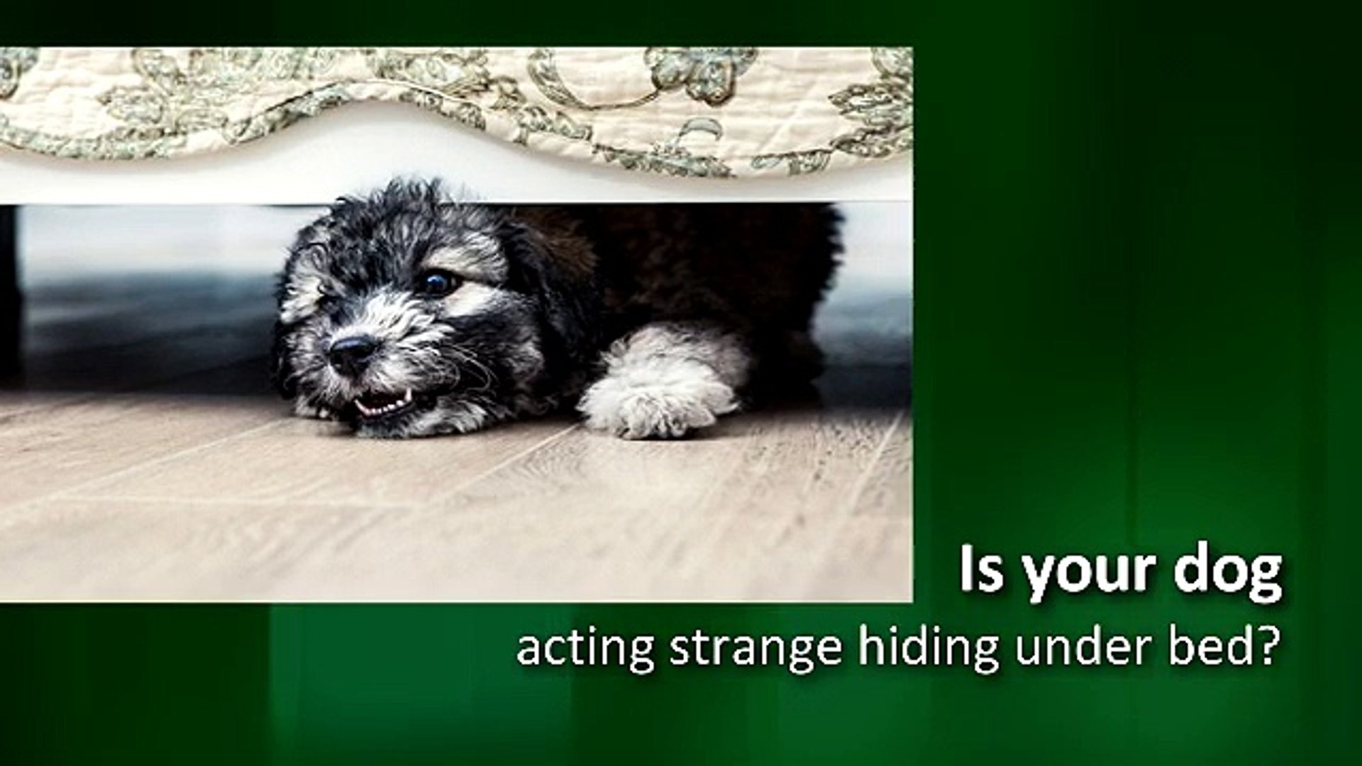 my dog is hiding and acting strange