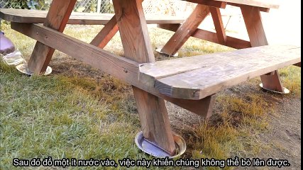 Những cách trị kiến