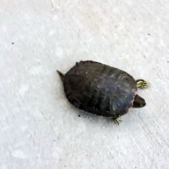 Ấn tượng chú rùa con chạy như bay