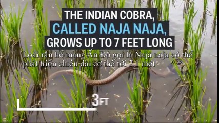 Điều gì xảy ra khi bạn bị rắn hổ mang cắn