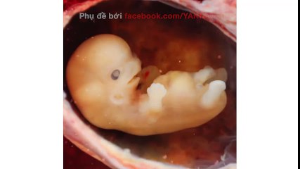 Những sự thật ngạc nhiên về trái tim của con người