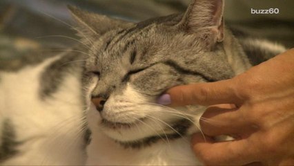 CDC Warns Cuddling Your Cat Could Kill You