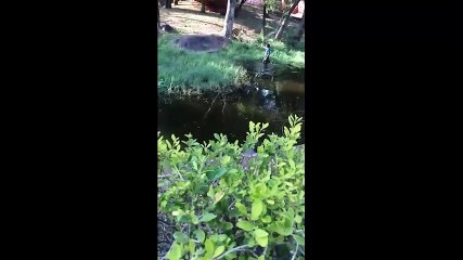 người đàn ông say rượu đòi vào chuồng bắt tay sư tử