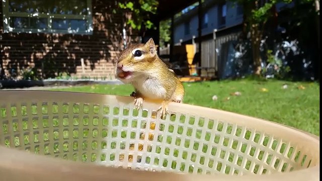 Choáng với lượng thức ăn một chú sóc có thể ngốn một lần