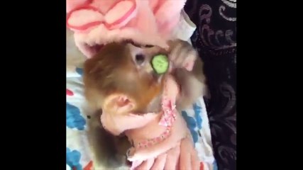 Khi động vật biết làm đẹp