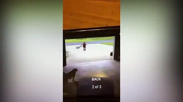 Xúc động cậu bé tìm thấy niềm vui ở chú chó nhà hàng xóm