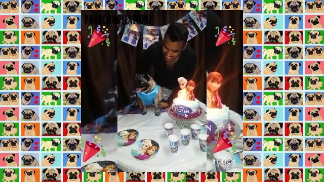 Pug Compilation 9 - Funny Dogs But Only Pugs Videos Instapugs