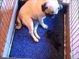 Pug delivering her puppies 2012