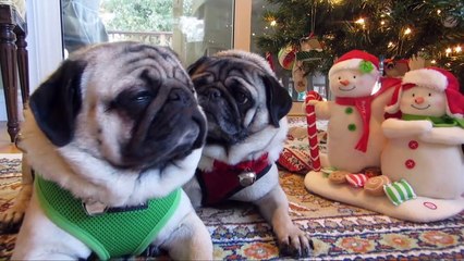 Pug Attacks Singing Snowman