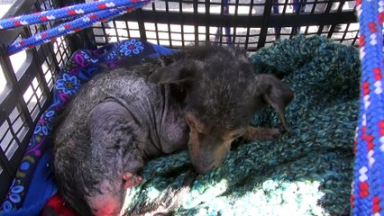 A brave little dog gets rescued from the river.  His recovery will inspire you.  Please share.