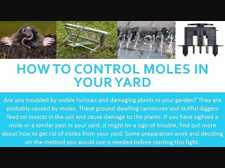 How To Control Moles in Your Yard