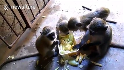 Adorable baby monkeys feast on a box of food