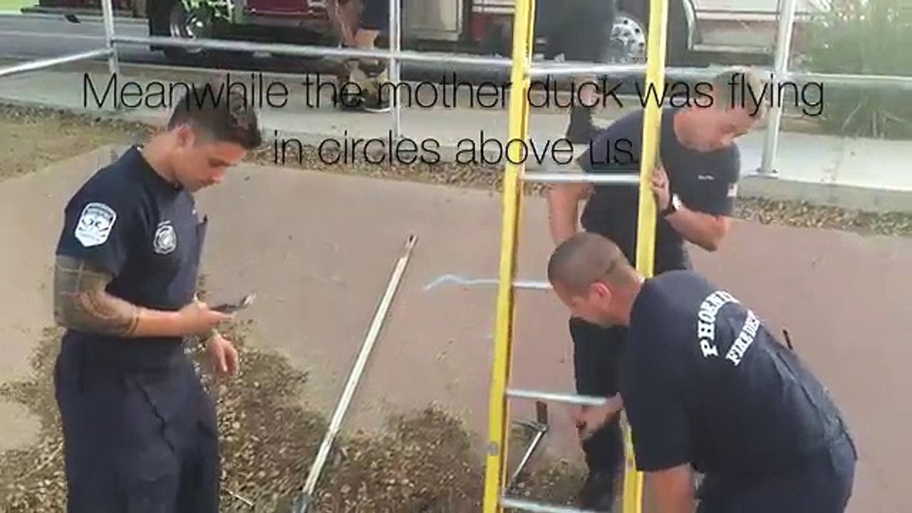 Une maman canard demande de l'aide à un humain pour sauver ses petits