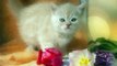 #Funny #cats #Vines #Videos #compilation 2016 #Cute #kittens #doing funny #thing #pictures 614