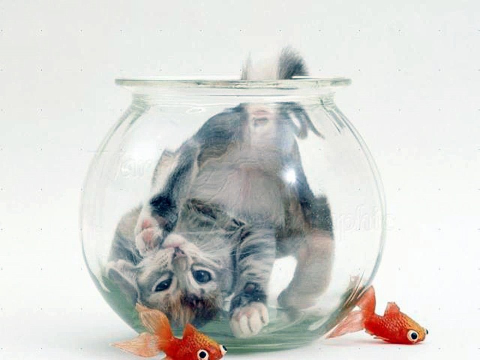 #KITTENS #cute #cats kittens 2016 #pictures of cats and kittens #video compilation