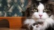#KITTENS #cute #cats kittens 2016 #pictures of #cats and kittens #video compilation 438