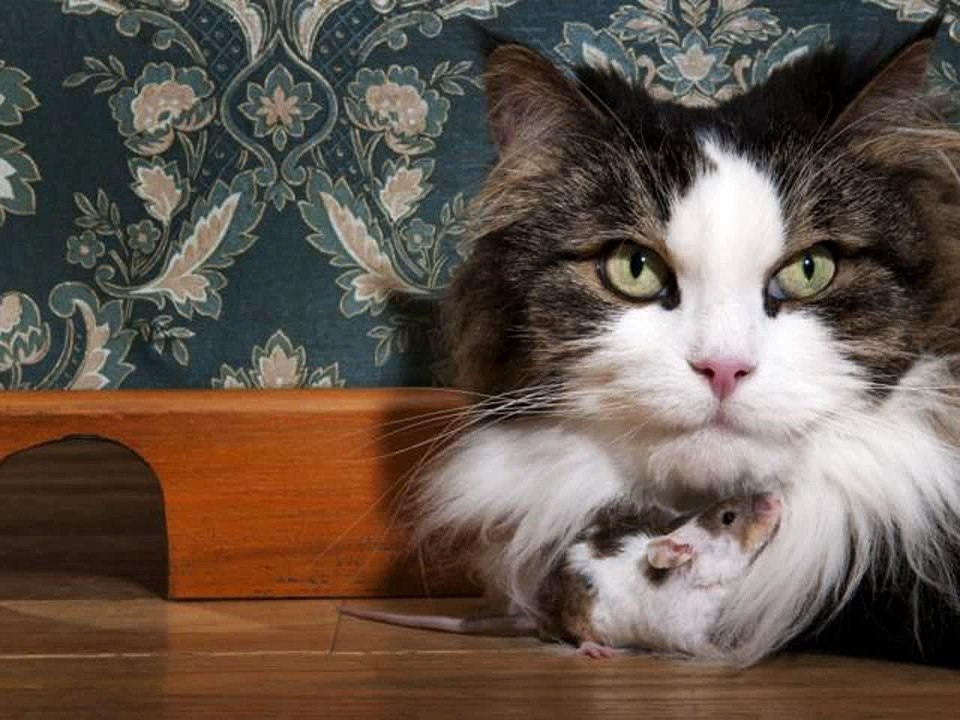 #KITTENS #cute #cats kittens 2016 #pictures of #cats and kittens #video compilation 438