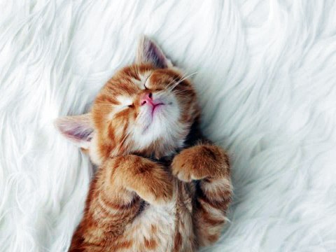 #KITTENS #cute #cats kittens 2016 #pictures of #cats and kittens #video compilation 536