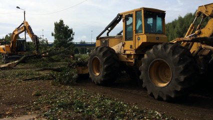 Abattage de tilleuls sur le chemin du halage de la Somme à Abbeville