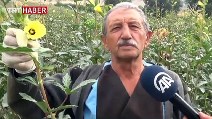Bamyanın tarladan sofraya zorlu yolculuğu