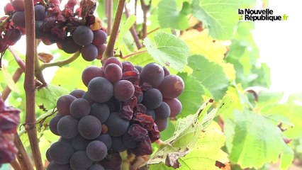 VIDEO. Début des vendanges, au domaine Lafond, à Reuilly (Indre)