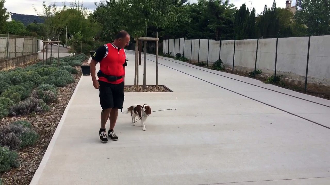 Education canine la ciotat toutoucool13 éducation en milieu urbain