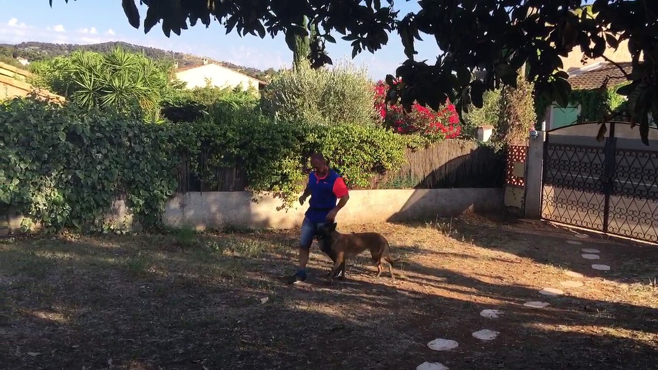 Education canine la ciotat toutoucool13, rééducation d'un malinois de 3 ans