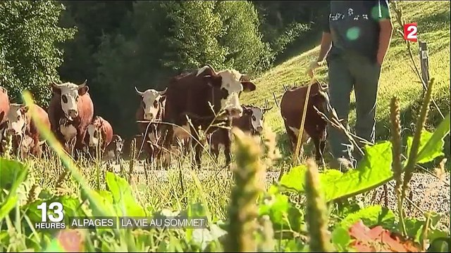 Meilleur Reblochon de France : une vie dans les Alpages