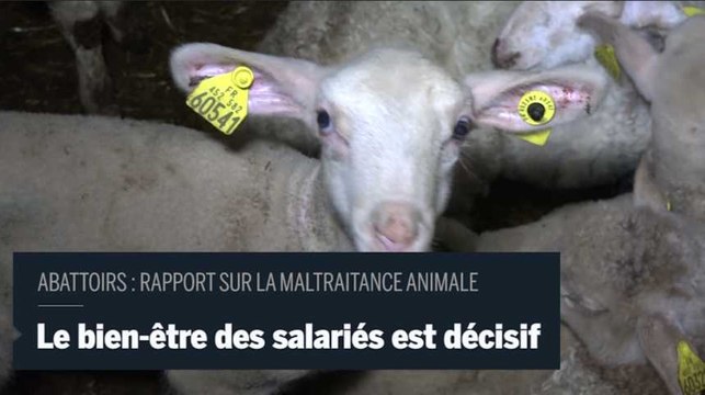 Rapport sur les abattoirs : Du salarié au responsable de l'abattoir, il y a un intérêt commun à ce que le bien être animal soit respecté le bien-être des salariés est central
