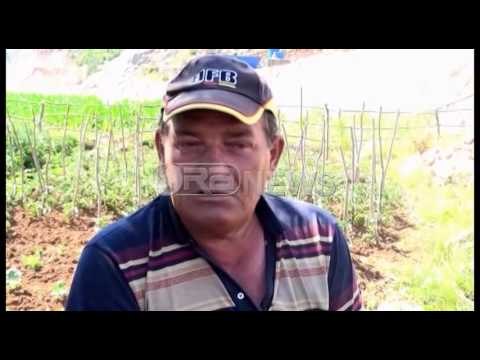 Ora News – Librazhd, fermerët e Steblevës nuk kanë marrë asnjë subvencion prej 3 vitesh