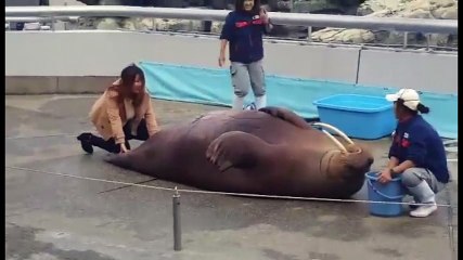 Hải cẩu tập thể dục