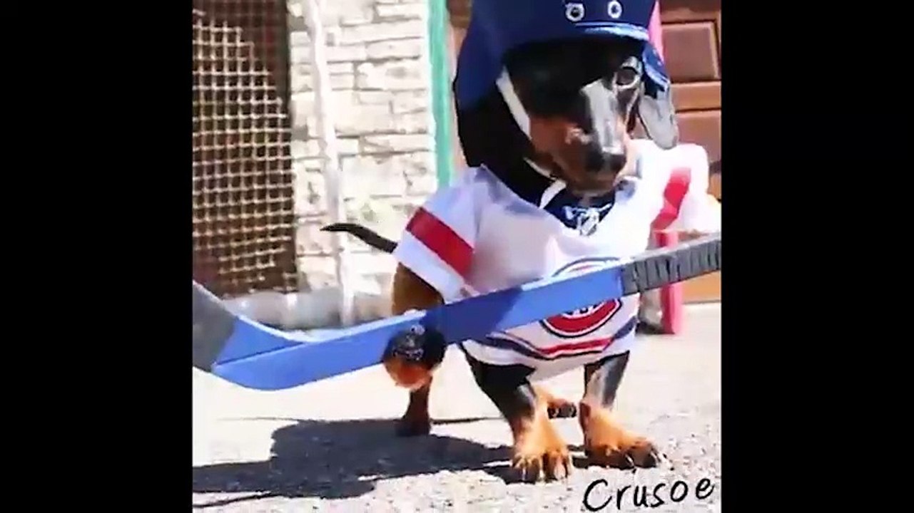 Gần 50 triệu người đã phải lòng đôi soái cẩu diễn sâu này