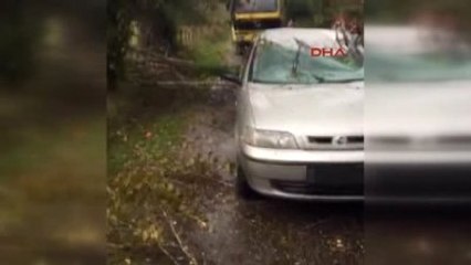 Bartın Seyir Halindeki Otomobilin Üzerine Ağaç Devrildi: 4 Yaralı