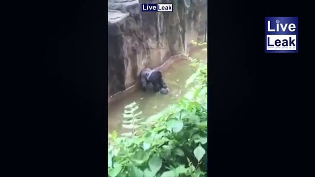 Chú khỉ 17 tuổi kéo lê bé trai 4 tuổi trong công viên