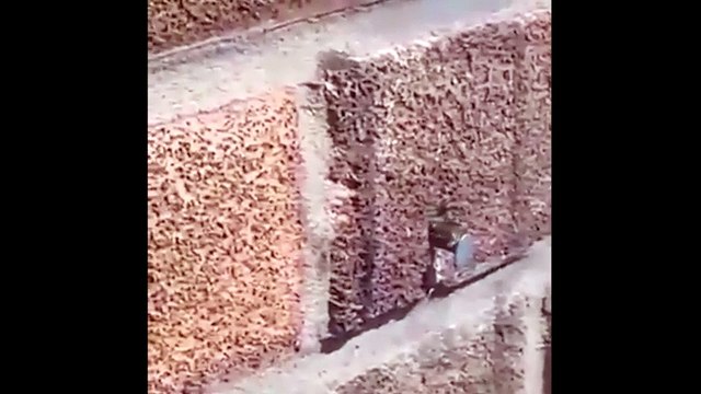 Choáng trước cảnh tượng chú ong tự nhổ đinh ra khỏi vách tường