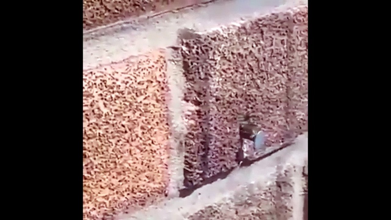 Choáng trước cảnh tượng chú ong tự nhổ đinh ra khỏi vách tường