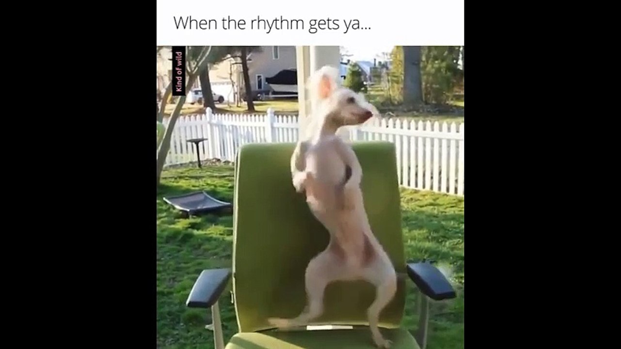 Cười đau bụng với những chú chó "bị liệu" với âm nhạc