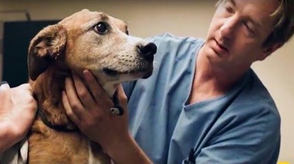 Horribly mistreated dog finds a new home